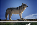 Dogs are wolFS