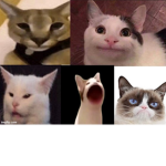 The Cat Gang With Beluga and Hecker