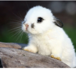 WE LIKE BUNNY AND BUNNYS