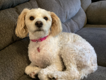 My Dog’s Fan Group