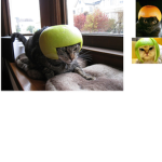 Cat Army/Military