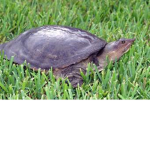 Lopsided Turtles (must have at least bc to join)