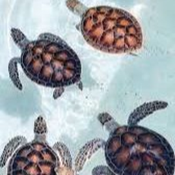 Turtles