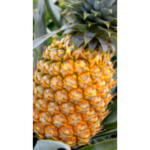 Pinapple zone