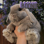 bo∅nie