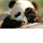 pandas são fofinhos