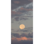The moons blooms