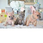French bulldog believers