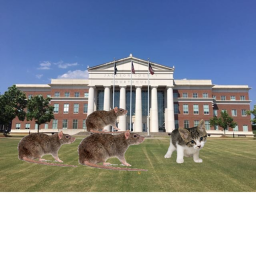 Courthouse Fort Rats