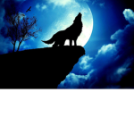 cool shirt wolf group