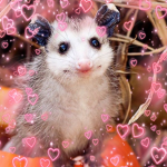 Opossum fan group <3
