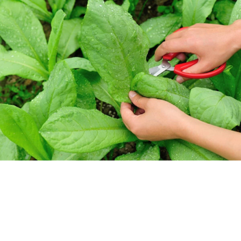 harvesting simulator