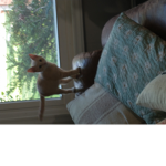 TEAM RAINBOW CATS