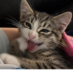 Silly catz