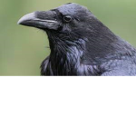 Raven.Corporation