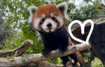 RED PANDAS!!! :D