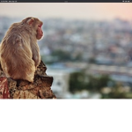 The original monke group