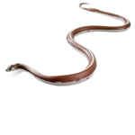 FastSnake Studios