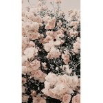 Many flowers like sofia