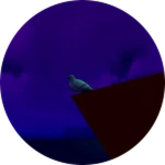 A Pigeon