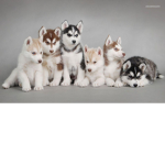 Husky dog fan group