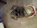 Moxxie's dog loona