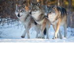 Wolves of the games
