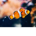 Fishy fighters club