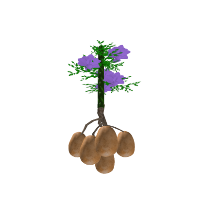 potato plant