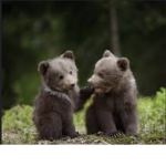 Join my bear groop