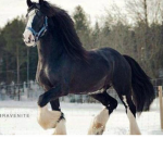 Gallop Group