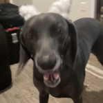DOGGY 2.0