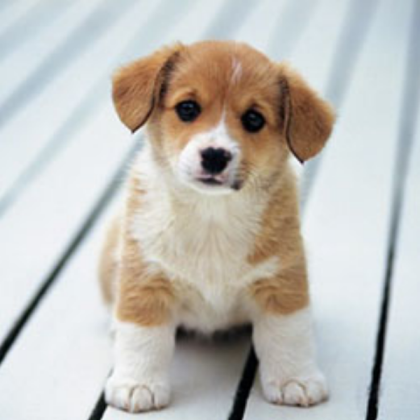 CUTE DOG Roblox decal