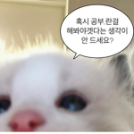 하얌
