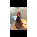 The Dusty Chickens.