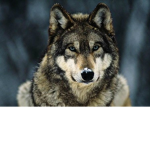 PixeAnimals