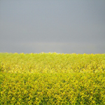 PALVONTA