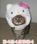 *meow!*