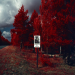 The Red Forest.