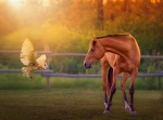 Griffin Farms *+*