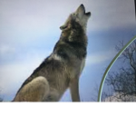 A normal wolf pack