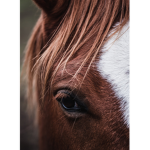 The horse group シ