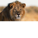 lion_fans