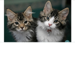 Feline Friends!!