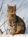 Hello I love cats..:)