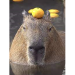 Capybara funny