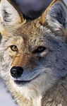 The coyote army of hope