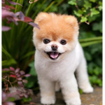 Le chien mignon