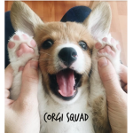 • Corgi Squad •
