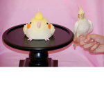 CockatielFanClub